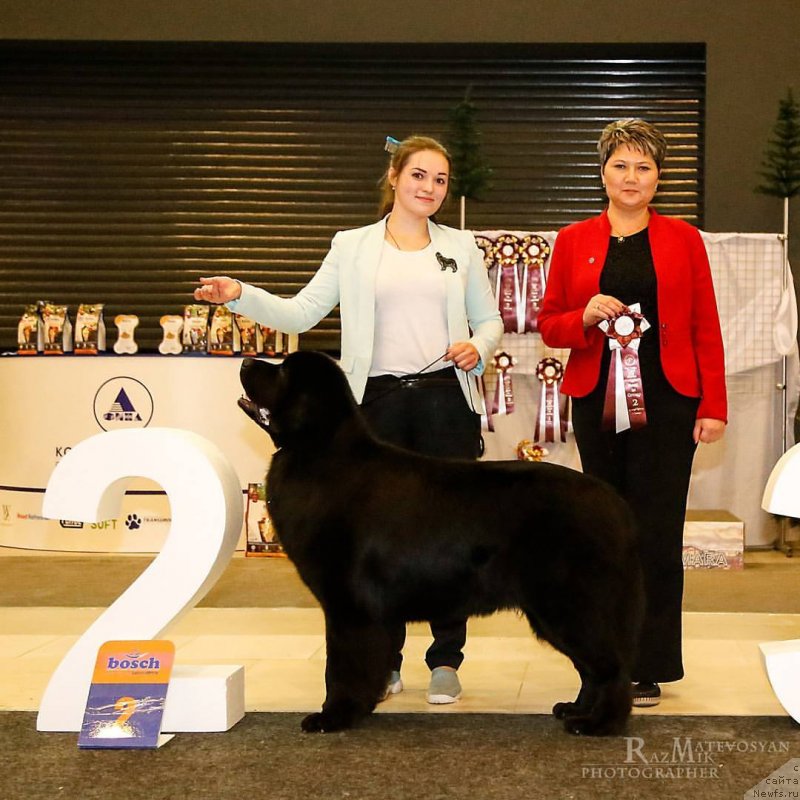 Фото: ньюфаундленд Aknolidzh Akela (Акнолидж Акела)