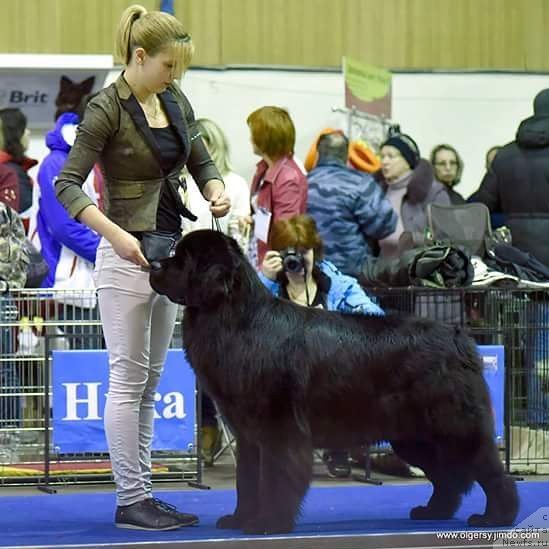Фото: Kseniya Mogutnova (Ксения Могутнова), ньюфаундленд Aknolidzh Akela (Акнолидж Акела)