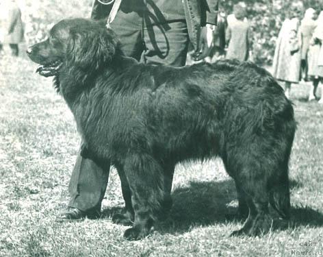 Фото: ньюфаундленд Blyek Danaya (Блэк Даная)