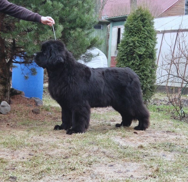 Фото: ньюфаундленд Love Inside Your Soul Moon Bear (Love Inside Your Soul Moon Bear)