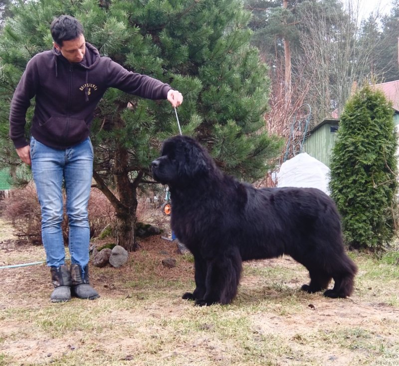 Фото: ньюфаундленд Love Inside Your Soul Moon Bear (Love Inside Your Soul Moon Bear)