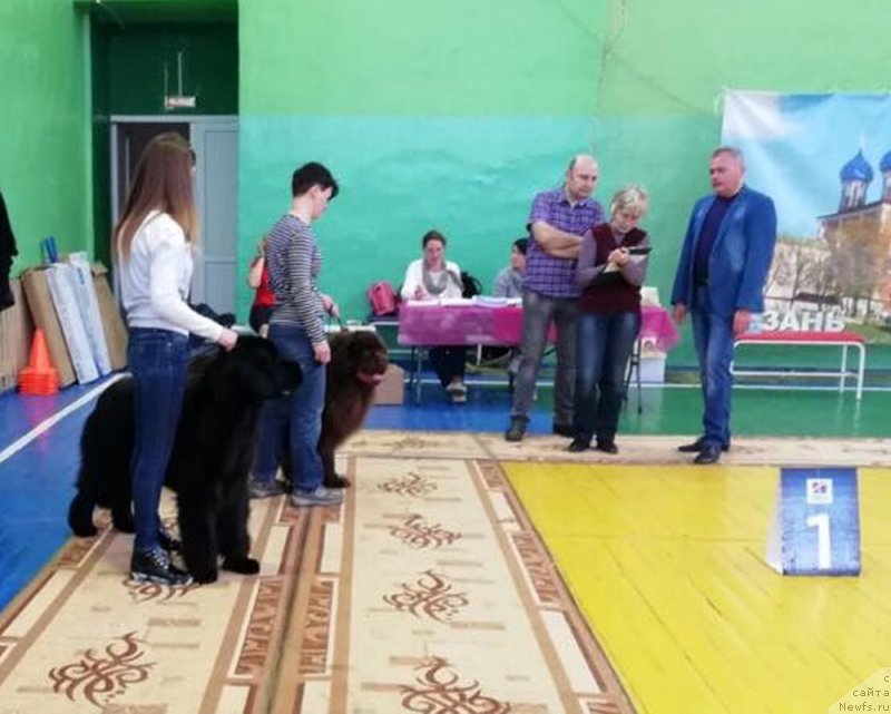 Фото: ньюфаундленд Braunblad MSK Nyetti Myey (Браунблад МСК Нэтти Мэй)