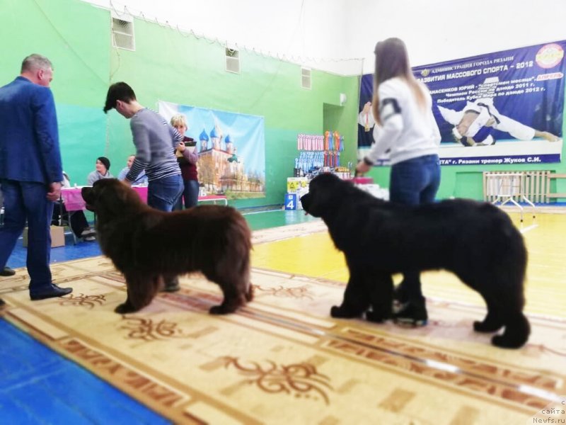 Фото: ньюфаундленд Braunblad MSK Nyetti Myey (Браунблад МСК Нэтти Мэй)