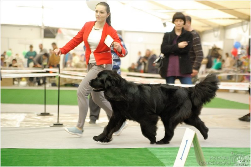 Фото: ньюфаундленд Belkonder-Klab YAroslava (Белкондер-Клаб Ярослава)