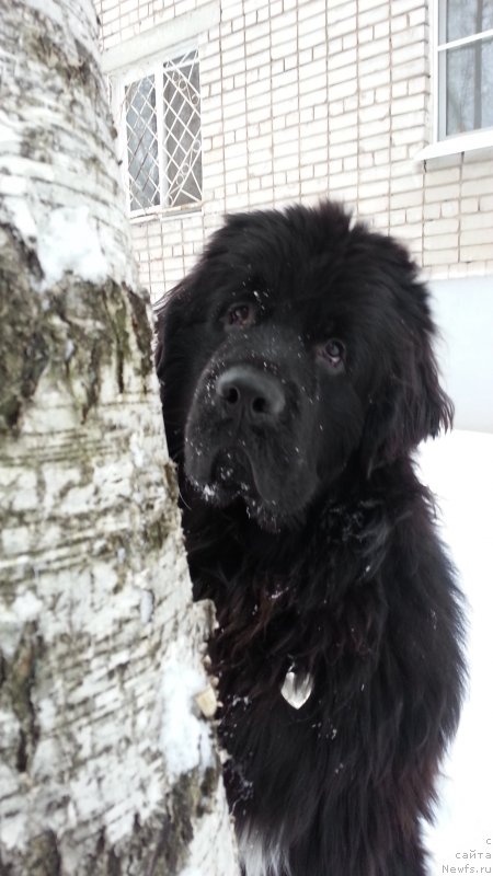 Фото: ньюфаундленд Kiper Soul Simba (Кипер Соул Симба)