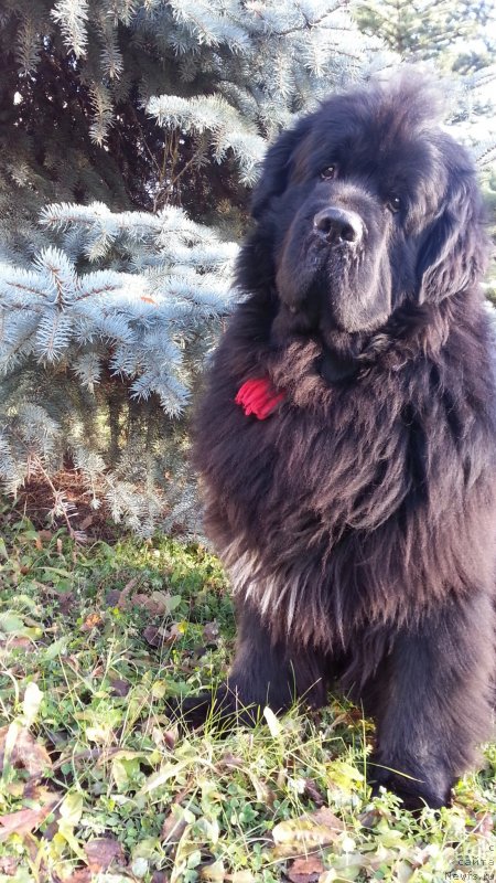 Фото: ньюфаундленд Kiper Soul Simba (Кипер Соул Симба)