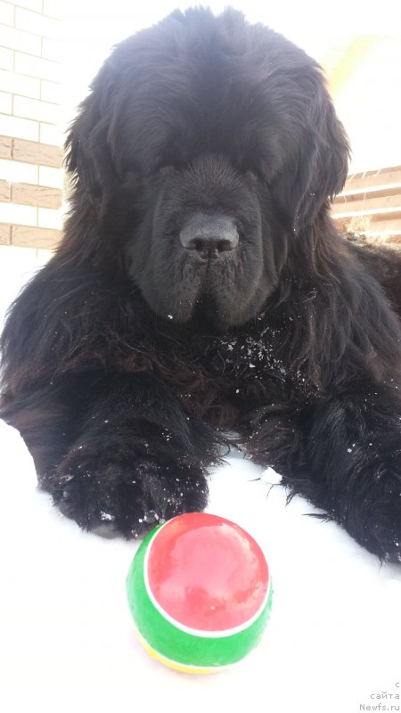 Фото: ньюфаундленд Kiper Soul Simba (Кипер Соул Симба)