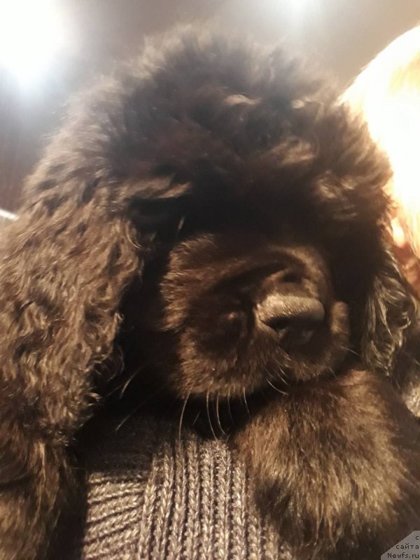 Фото: ньюфаундленд Lyubeznaya Nezhnaya Laura (Любезная Нежная Лаура), Elena Kazanceva (Елена Казанцева)