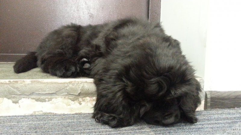 Фото: ньюфаундленд Lyubeznaya Nezhnaya Laura (Любезная Нежная Лаура)