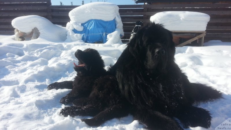 Фото: ньюфаундленд Kiper Soul Simba (Кипер Соул Симба), ньюфаундленд Lyubeznaya Nezhnaya Laura (Любезная Нежная Лаура)