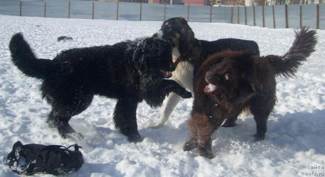 Фото: ньюфаундленд Taori Ross (Таори Росс), ньюфаундленд K-Ledy Tiamo (К-Леди Тиамо), среднеазиатская овчарка Илчи