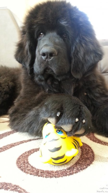 Фото: ньюфаундленд Laskoy Sogrevayuschaya Laika (Лаской Согревающая Лаика)