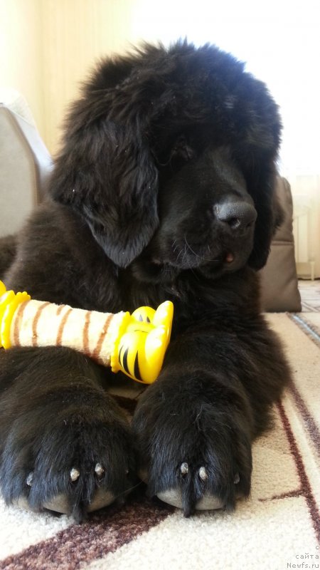 Фото: ньюфаундленд Laskoy Sogrevayuschaya Laika (Лаской Согревающая Лаика)