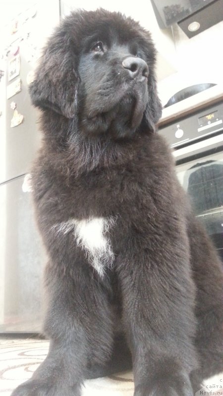 Фото: ньюфаундленд Laskoy Sogrevayuschaya Laika (Лаской Согревающая Лаика)