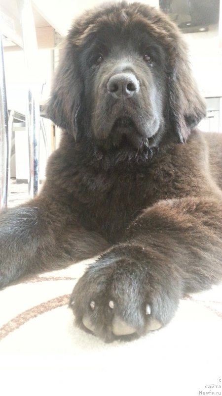 Фото: ньюфаундленд Lyubeznaya Nezhnaya Laura (Любезная Нежная Лаура)