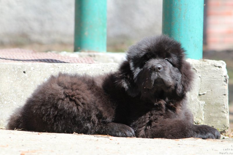 Фото: ньюфаундленд Super Premium YAroslava (Супер Премиум Ярослава)