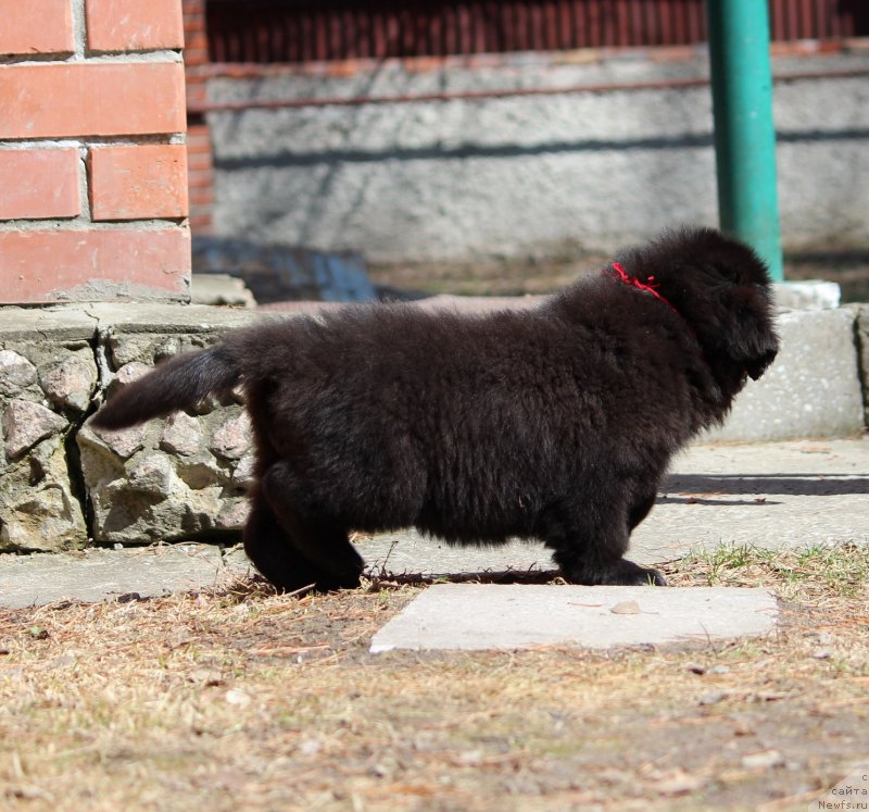 Фото: ньюфаундленд Super Premium YAroslava (Супер Премиум Ярослава)