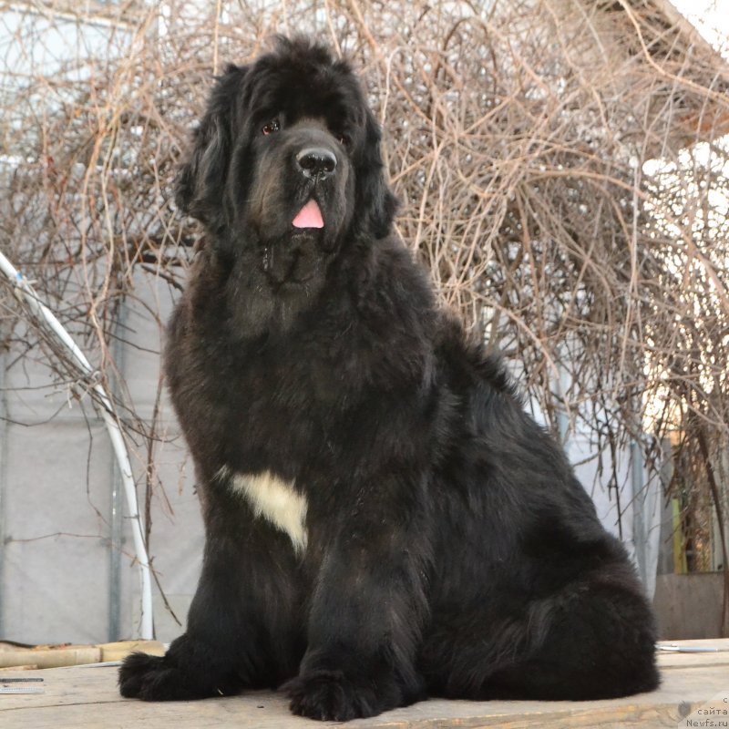 Фото: ньюфаундленд Talisman Morya La-Valetta (Талисман Моря Ла-Валетта)