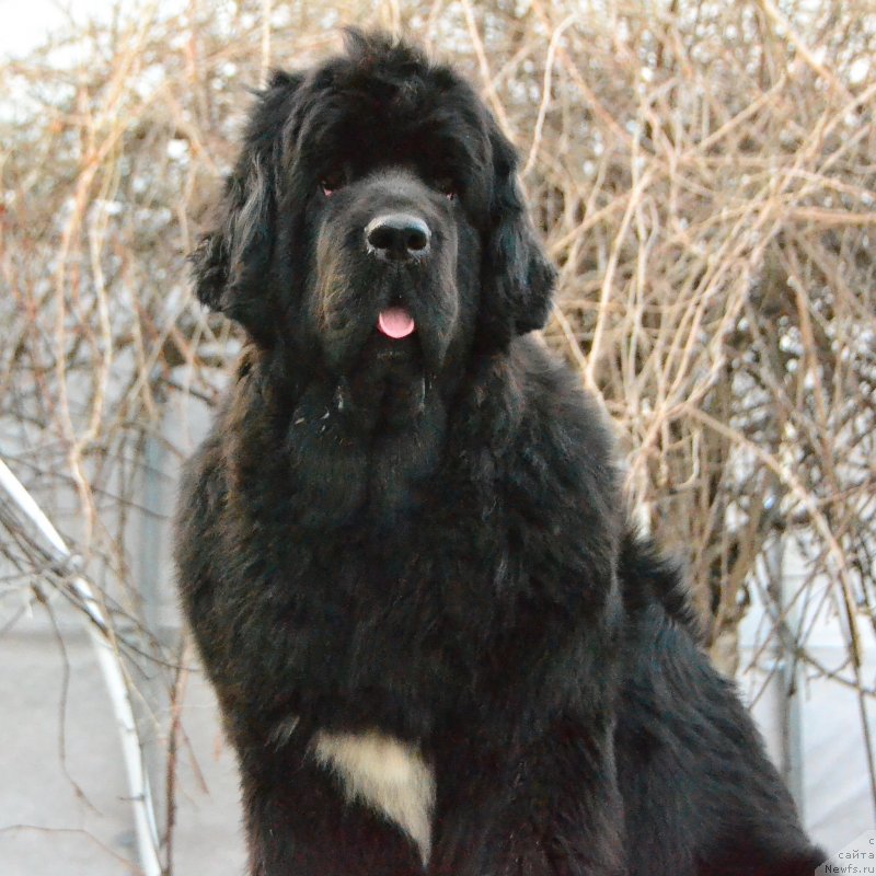 Фото: ньюфаундленд Talisman Morya La-Valetta (Талисман Моря Ла-Валетта)