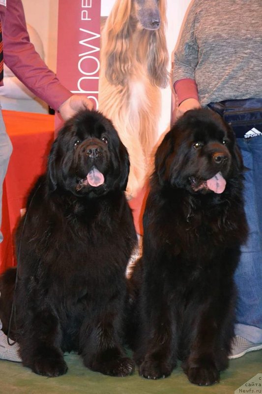 Фотография № 235382