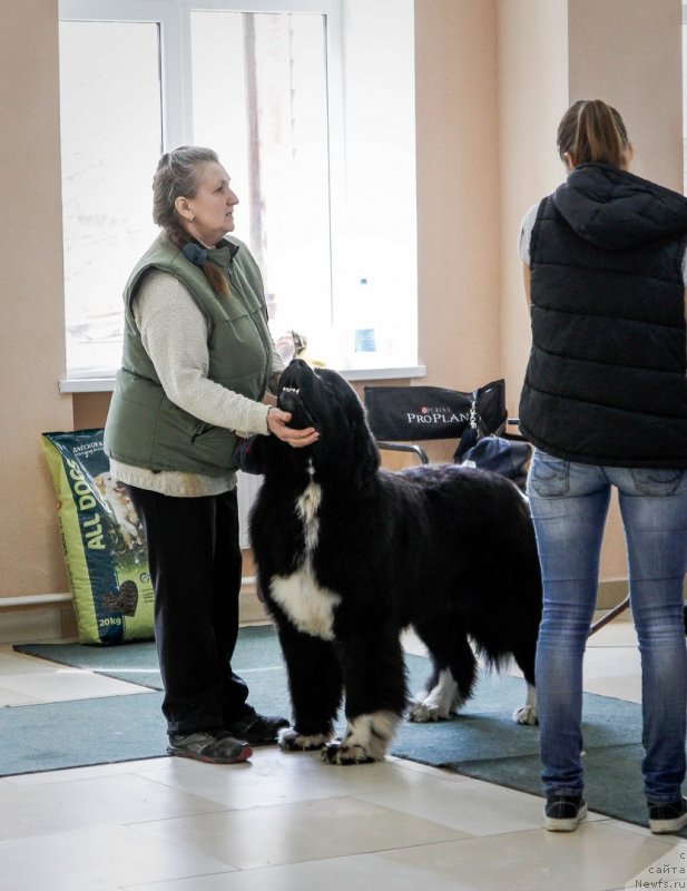 Фото: ньюфаундленд Super Bizon Tadj-Mahal (Супер Бизон Тадж-Махал)