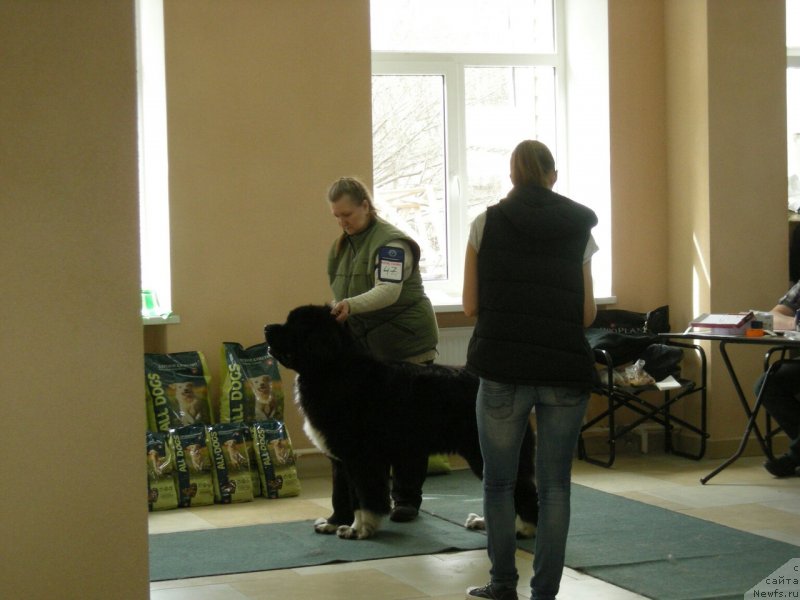 Фото: ньюфаундленд Super Bizon Tadj-Mahal (Супер Бизон Тадж-Махал)