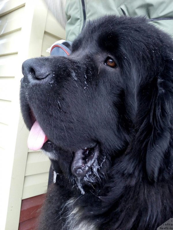 Фото: ньюфаундленд Super Bizon Tadj-Mahal (Супер Бизон Тадж-Махал)