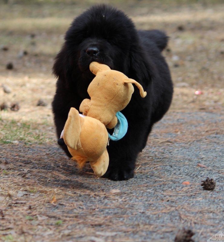 Фото: ньюфаундленд Super Premium YAshata no Oroti (Супер Премиум Яшата но Ороти)