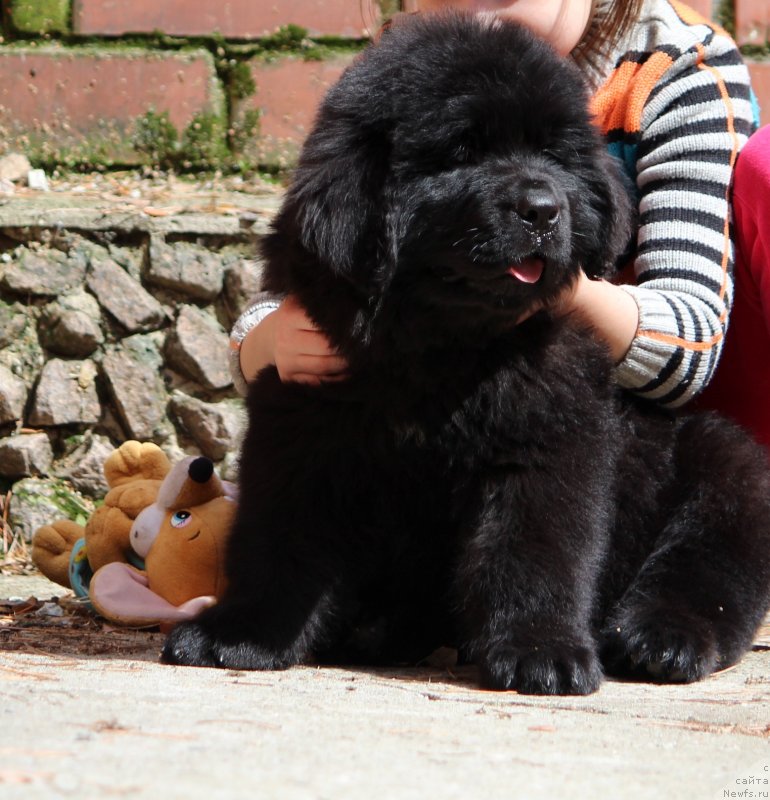 Фото: ньюфаундленд Super Premium YAshata no Oroti (Супер Премиум Яшата но Ороти)