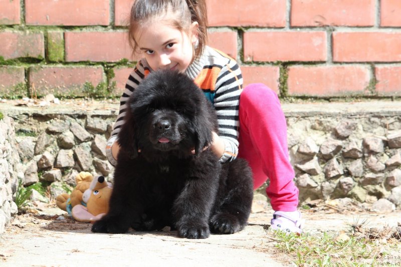 Фото: ньюфаундленд Super Premium YAshata no Oroti (Супер Премиум Яшата но Ороти)