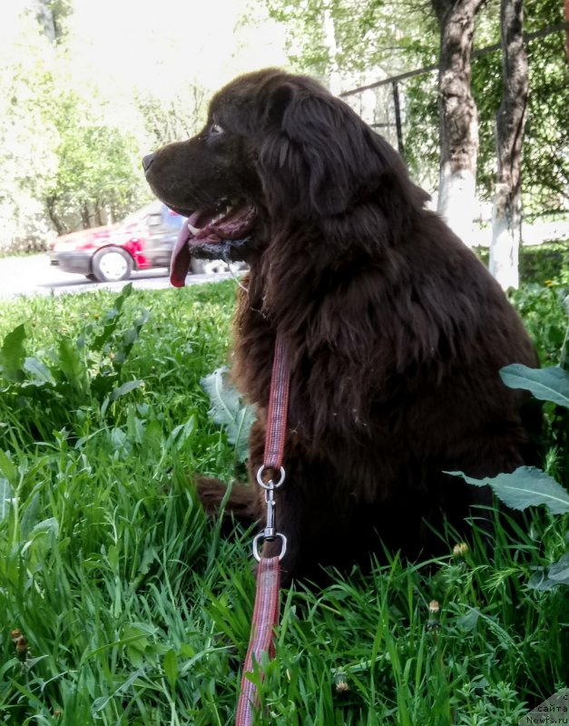 Фото: ньюфаундленд Al'fa Dar Oksa Verka Serdyuchka (Альфа Дар Окса Верка Сердючка), ньюфаундленд Al'fa Dar Oksa Verka Serdyuchka (Альфа Дар Окса Верка Сердючка)