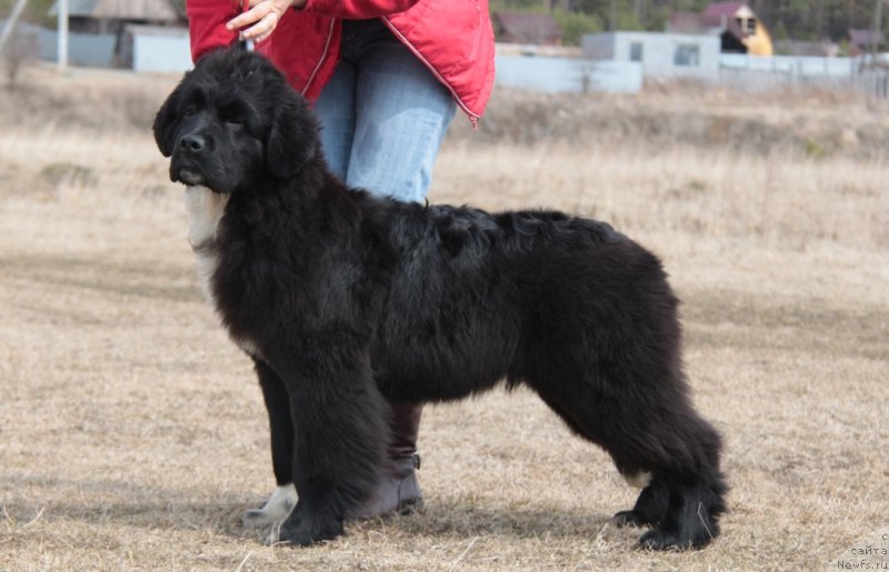 Фото: ньюфаундленд Akvian Song Flaffi Spirit (Аквиан Сонг Флаффи Спирит)