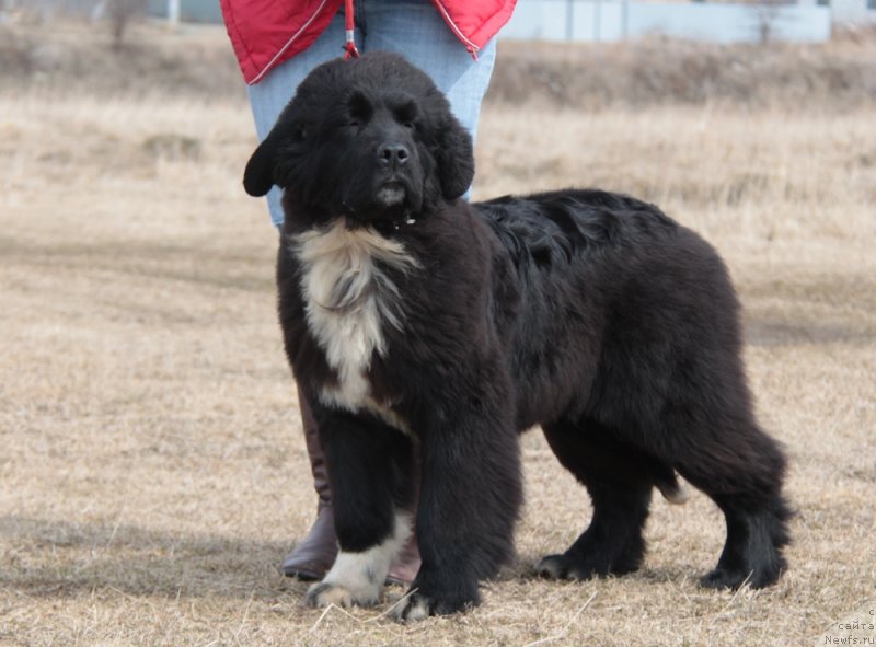 Фото: ньюфаундленд Akvian Song Flaffi Spirit (Аквиан Сонг Флаффи Спирит)
