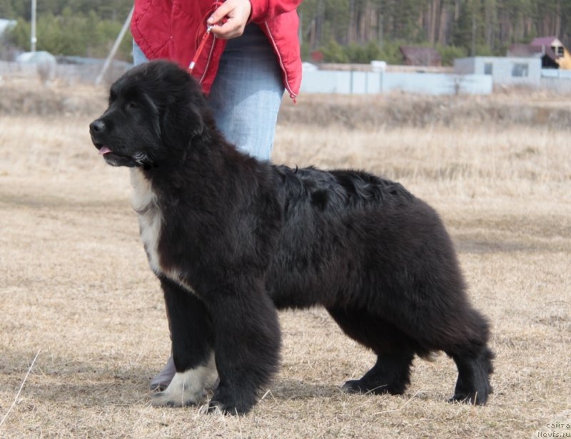 Фото: ньюфаундленд Akvian Song Flaffi Spirit (Аквиан Сонг Флаффи Спирит)