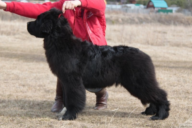 Фото: ньюфаундленд Akvian Song Flaffi Spirit (Аквиан Сонг Флаффи Спирит)