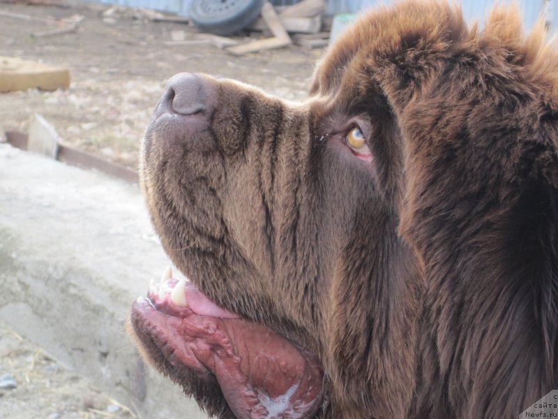 Фото: ньюфаундленд Brownblood MSK Veles Alister (Браунблад МСК Велес Алистер)