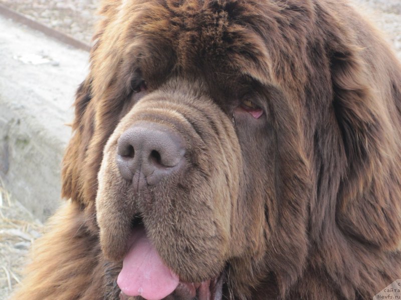 Фото: ньюфаундленд Brownblood MSK Veles Alister (Браунблад МСК Велес Алистер)