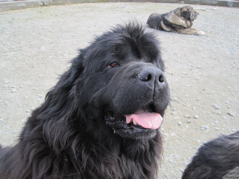 Фото: ньюфаундленд N'yufort Taym's Gold Aleksa (Ньюфорт Тайм'с Голд Алекса)