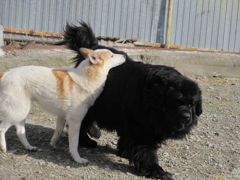 Фото: ньюфаундленд N'yufort Taym's Gold Aleksa (Ньюфорт Тайм'с Голд Алекса)