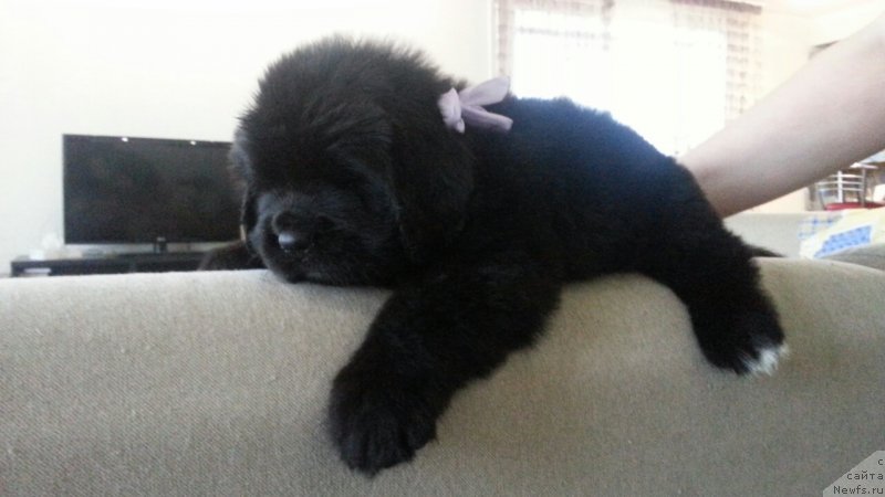 Фото: ньюфаундленд Laskoy Sogrevayuschaya Laika (Лаской Согревающая Лаика)
