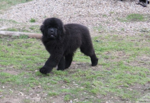 Фотография № 235434