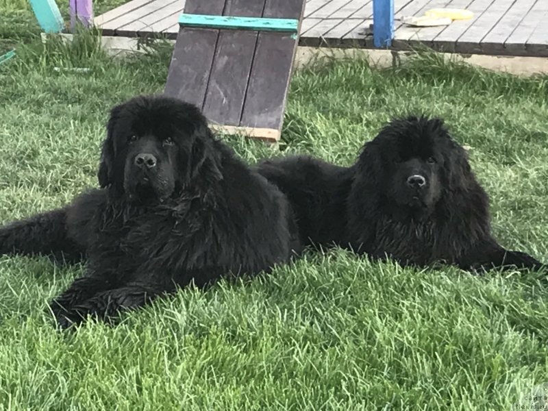 Фото: ньюфаундленд Aquatoriya Kelvin Navigator (Акватория Келвин Навигатор), ньюфаундленд Zhemchuzhina Kubani Zira (Жемчужина Кубани Зира)