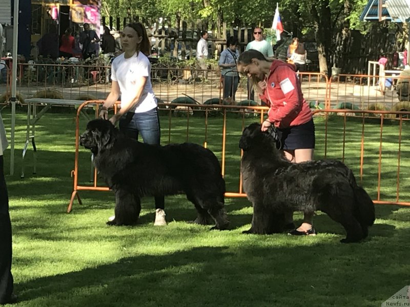 Фото: ньюфаундленд Aquatoriya Kelvin Navigator (Акватория Келвин Навигатор), ньюфаундленд Laura s Berega Dona (Лаура с Берега Дона)