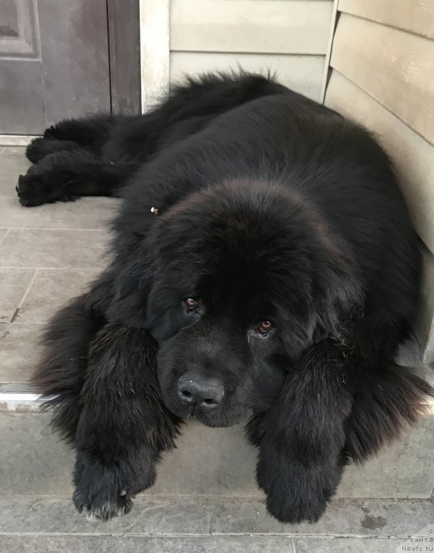 Фото: ньюфаундленд Aquatoriya Kelvin Navigator (Акватория Келвин Навигатор)