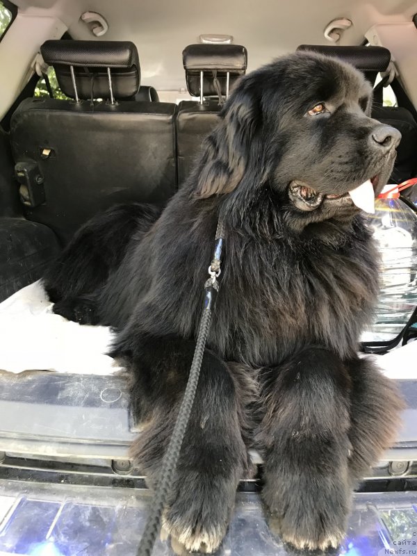 Фото: ньюфаундленд Aquatoriya Kelvin Navigator (Акватория Келвин Навигатор)