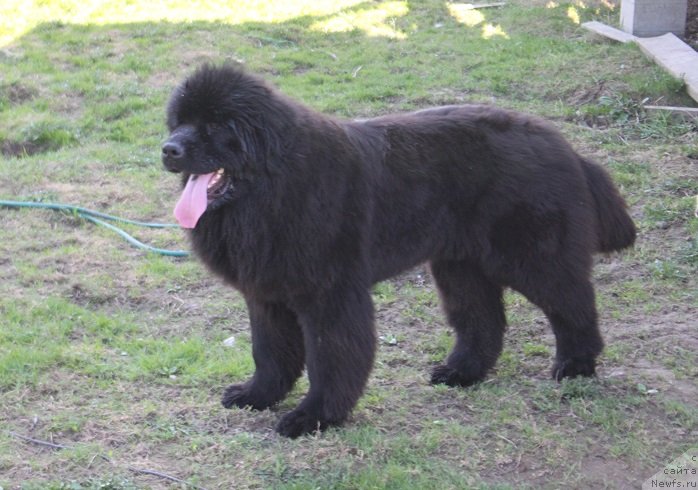 Фото: ньюфаундленд Terra Victoria Germon Louise (Терра Виктория Жермон Луиза)