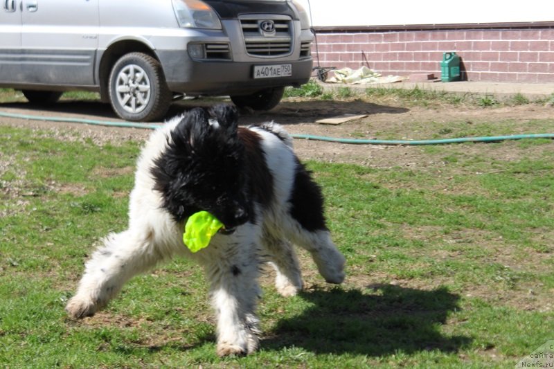 Фото: ньюфаундленд Terra Viktoriya ZZ Top La Grandye (Терра Виктория ЗЗ Топ Ла Грандэ)