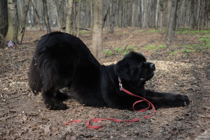 Фото: ньюфаундленд Brownblood MSK Lavy Neman (Браунблад MCК Лави Нэман)