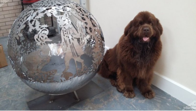 Фото: ньюфаундленд Nobl King May Lord Simba (Нобл Кинг Май Лорд Симба)