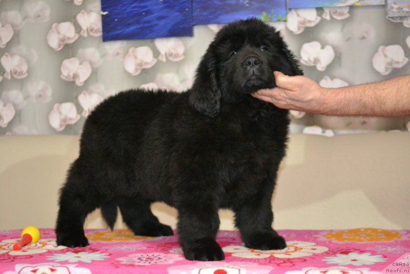 Фото: ньюфаундленд Nikol Yarkaya Zvezda (Николь Яркая Звезда)